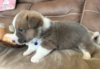 Blue Collar Boy, a male Pembroke Welsh Corgi for sale in Brashear, MO – Photo 6 of 7