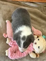 AKC - Light Pink Collar - Tri-Bluie Female, a female Pembroke Welsh Corgi for sale in Brashear, MO – 4 of 4