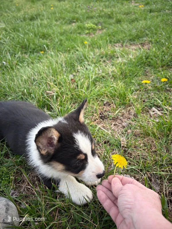 Green Collar Boy – Pembroke Welsh Corgi puppy for sale in Brashear, MO