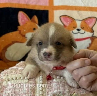 APRI - Red Collar - Sable Female – Pembroke Welsh Corgi puppy for sale in Brashear, MO