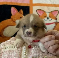 APRI - Red Collar - Sable Female, a female Pembroke Welsh Corgi for sale in Brashear, MO – 1 of 4