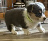 AKC - Neon Green Collar - Bluie Tri Female, a female Pembroke Welsh Corgi for sale in Brashear, MO – 6 of 10