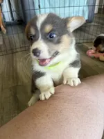AKC - Neon Green Collar - Bluie Tri Female, a female Pembroke Welsh Corgi for sale in Brashear, MO – 7 of 10
