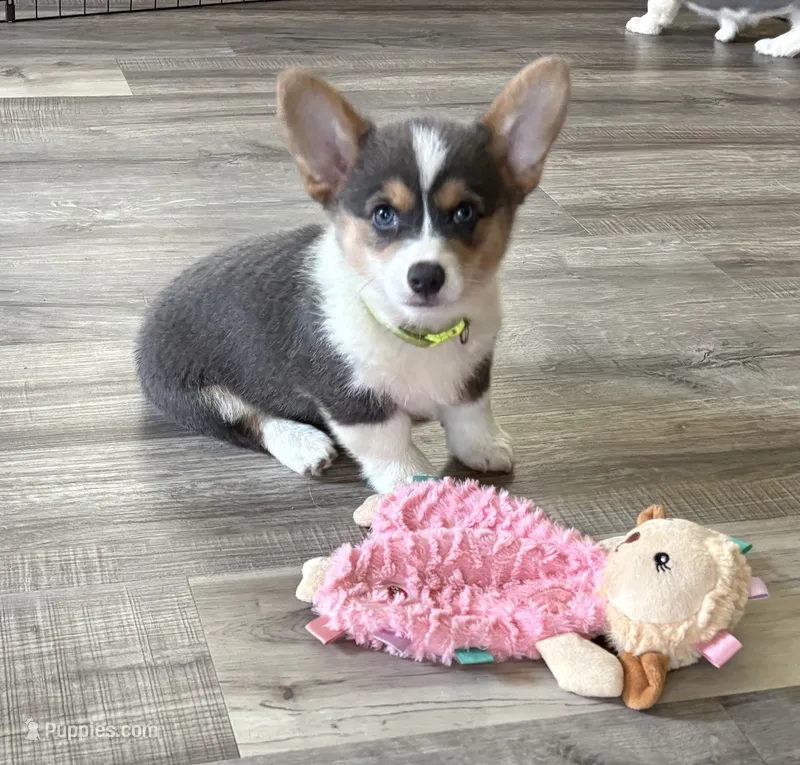 AKC - Neon Green Collar - Bluie Tri Female – Pembroke Welsh Corgi puppy for sale in Brashear, MO