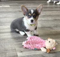 AKC - Neon Green Collar - Bluie Tri Female, a female Pembroke Welsh Corgi for sale in Brashear, MO – 1 of 10