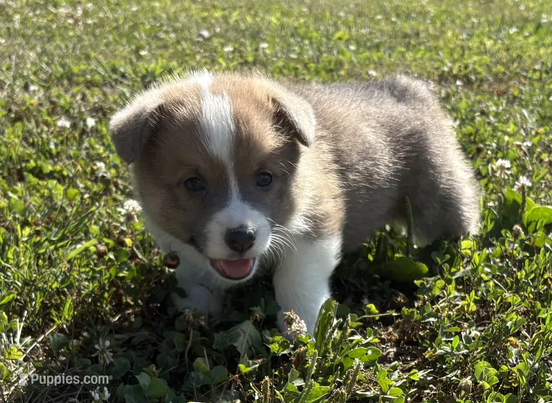 APRI - Brown Collar Sable Boy – Pembroke Welsh Corgi puppy for sale in Brashear, MO