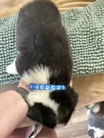 AKC - Blue Collar - Black Tri Male, a male Pembroke Welsh Corgi for sale in Brashear, MO – 3 of 6