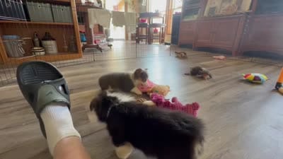 AKC - Blue Collar - Black Tri Male, a male Pembroke Welsh Corgi for sale in Brashear, MO – 9 of 10