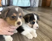 AKC - Green Collar - Bluie Tri Male, a male Pembroke Welsh Corgi for sale in Brashear, MO – 4 of 10