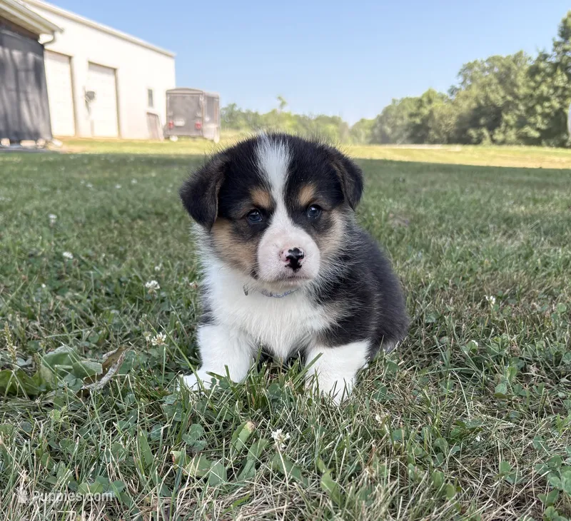 AKC - Blue Collar - Black Tri Male – Pembroke Welsh Corgi puppy for sale in Brashear, MO