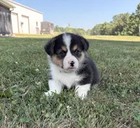 AKC - Blue Collar - Black Tri Male, a male Pembroke Welsh Corgi for sale in Brashear, MO – 4 of 10