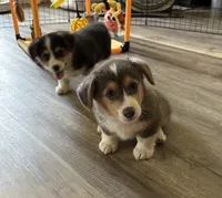 AKC - Green Collar - Bluie Tri Male, a male Pembroke Welsh Corgi for sale in Brashear, MO – 3 of 10