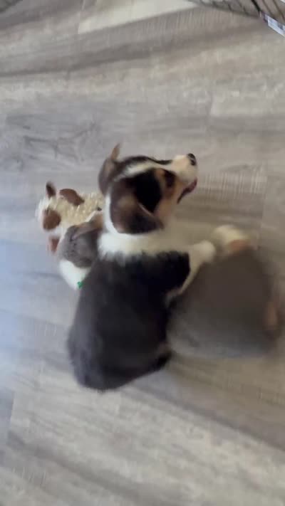 AKC - Blue Collar - Black Tri Male, a male Pembroke Welsh Corgi for sale in Brashear, MO – 10 of 10