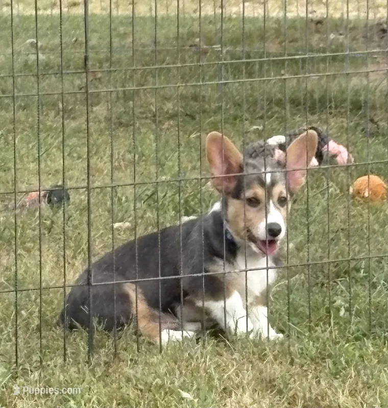 AKC - Green Collar - Bluie Tri Male – Pembroke Welsh Corgi puppy for sale in Brashear, MO
