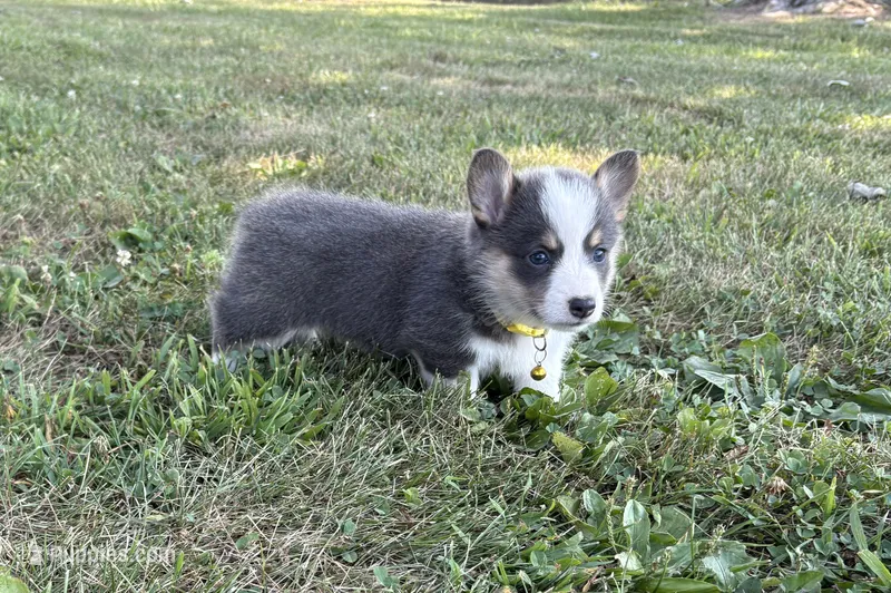 APRI - Yellow Collar - Bluie Tri Female – Pembroke Welsh Corgi puppy for sale in Brashear, MO