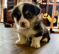 AKC - Blue Collar - Black Tri Male, a male Pembroke Welsh Corgi for sale in Brashear, MO – 6 of 10