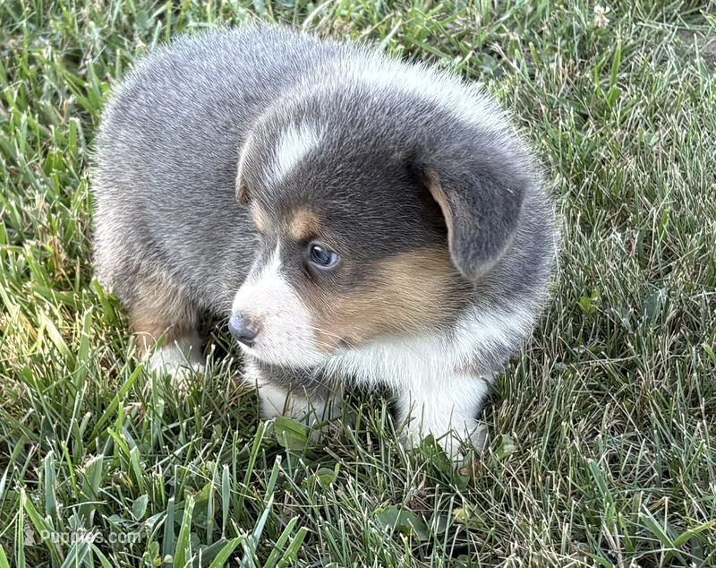 AKC - Green Collar - Bluie Tri Male – Pembroke Welsh Corgi puppy for sale in Brashear, MO
