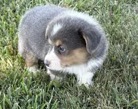 AKC - Green Collar - Bluie Tri Male, a male Pembroke Welsh Corgi for sale in Brashear, MO – 5 of 10