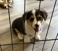 AKC - Blue Collar - Black Tri Male, a male Pembroke Welsh Corgi for sale in Brashear, MO – 3 of 10