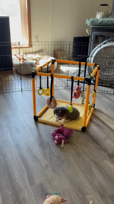 AKC - Green Collar - Bluie Tri Male, a male Pembroke Welsh Corgi for sale in Brashear, MO – 6 of 10