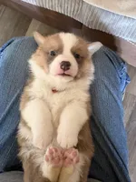 Brown Collar Boy, a male Pembroke Welsh Corgi for sale in Brashear, MO – Photo 6 of 6