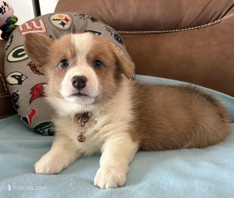 Brown Collar Boy – Pembroke Welsh Corgi puppy for sale in Brashear, MO