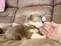 Brown Collar Boy, a male Pembroke Welsh Corgi for sale in Brashear, MO – Photo 2 of 6