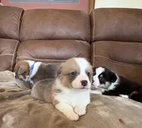 Brown Collar Boy, a male Pembroke Welsh Corgi for sale in Brashear, MO – Photo 4 of 6