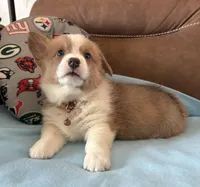 Brown Collar Boy, a male Pembroke Welsh Corgi for sale in Brashear, MO – Photo 2 of 9