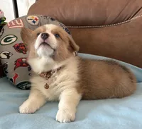 Brown Collar Boy, a male Pembroke Welsh Corgi for sale in Brashear, MO – Photo 3 of 9