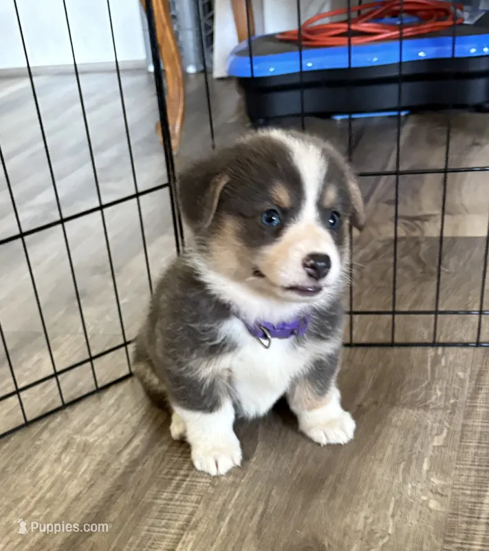 AKC - Purple Collar - Bluie Tri Female – Pembroke Welsh Corgi puppy for sale in Brashear, MO