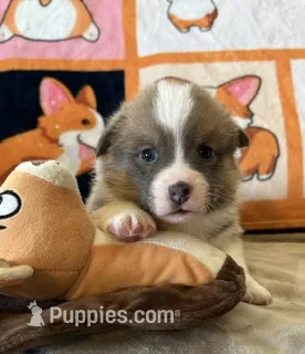 APRI - Brown Collar Sable Boy – Pembroke Welsh Corgi puppy for sale in Brashear, MO