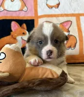 APRI - Brown Collar Sable Boy, a male Pembroke Welsh Corgi for sale in Brashear, MO – 1 of 3