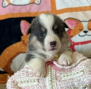 APRI - Orange Collar - Bluie Tri Female – Pembroke Welsh Corgi puppy for sale in Brashear, MO