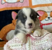 APRI - Orange Collar - Bluie Tri Female, a female Pembroke Welsh Corgi for sale in Brashear, MO – 1 of 2