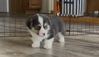 AKC - Blue Collar - Black Tri Male, a male Pembroke Welsh Corgi for sale in Brashear, MO – 5 of 10