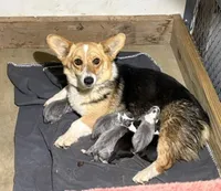 AKC - Purple Collar - Bluie Tri Female, a female Pembroke Welsh Corgi for sale in Brashear, MO – 6 of 7