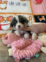 AKC - Purple Collar - Bluie Tri Female, a female Pembroke Welsh Corgi for sale in Brashear, MO – 2 of 7
