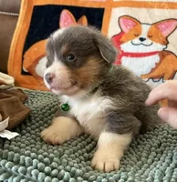 AKC - Green Collar - Bluie Tri Male, a male Pembroke Welsh Corgi for sale in Brashear, MO – 2 of 6