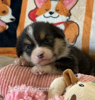 AKC - Bright Pink Collar - Black Tri Female – Pembroke Welsh Corgi puppy for sale in Brashear, MO