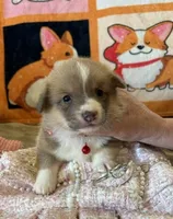 APRI - Red Collar - Sable Female, a female Pembroke Welsh Corgi for sale in Brashear, MO – 3 of 4