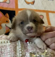 APRI - Red Collar - Sable Female, a female Pembroke Welsh Corgi for sale in Brashear, MO – 2 of 4