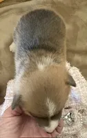 APRI - Red Collar - Sable Female, a female Pembroke Welsh Corgi for sale in Brashear, MO – 4 of 4