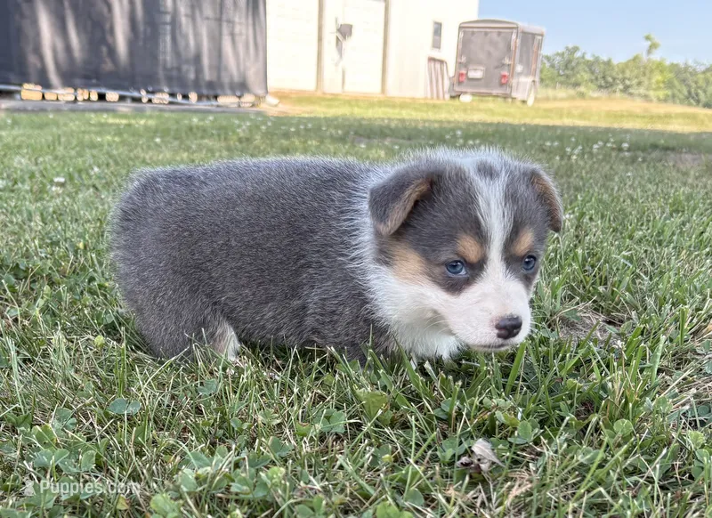 AKC - Light Pink Collar - Tri-Bluie Female – Pembroke Welsh Corgi puppy for sale in Brashear, MO