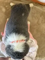 APRI - Orange Collar - Bluie Tri Female, a female Pembroke Welsh Corgi for sale in Brashear, MO – 2 of 2