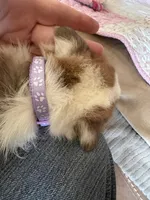 Purple Collar Girl, a female Pembroke Welsh Corgi for sale in Brashear, MO – Photo 6 of 8