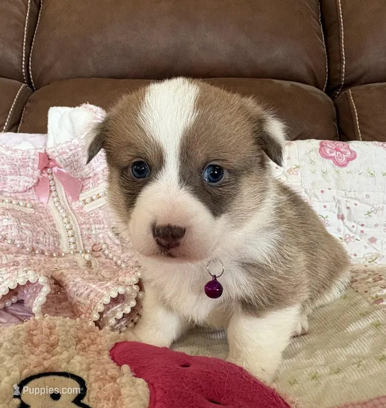 Purple Collar Girl – Pembroke Welsh Corgi puppy for sale in Brashear, MO