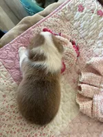 Purple Collar Girl, a female Pembroke Welsh Corgi for sale in Brashear, MO – Photo 8 of 8