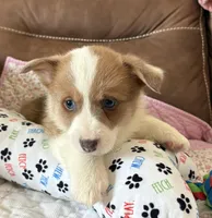 Purple Collar Girl, a female Pembroke Welsh Corgi for sale in Brashear, MO – Photo 1 of 10