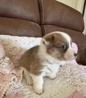 Purple Collar Girl, a female Pembroke Welsh Corgi for sale in Brashear, MO – Photo 3 of 8